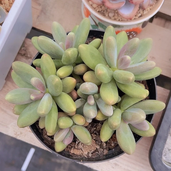 多肉植物糖果美人