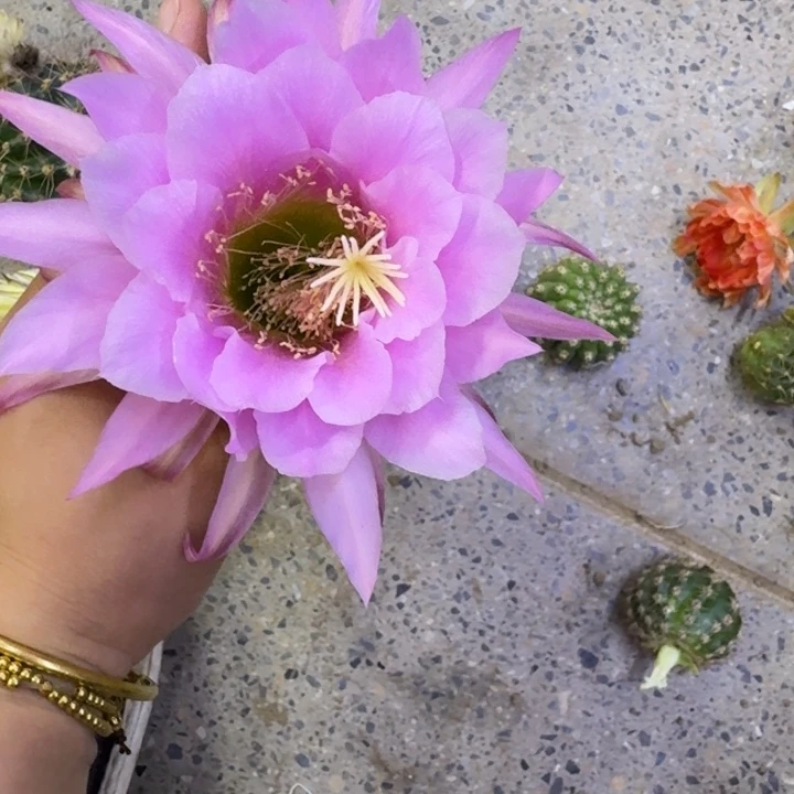 216毛佛拉门戈歪无根侧牙4公分左右，20包邮