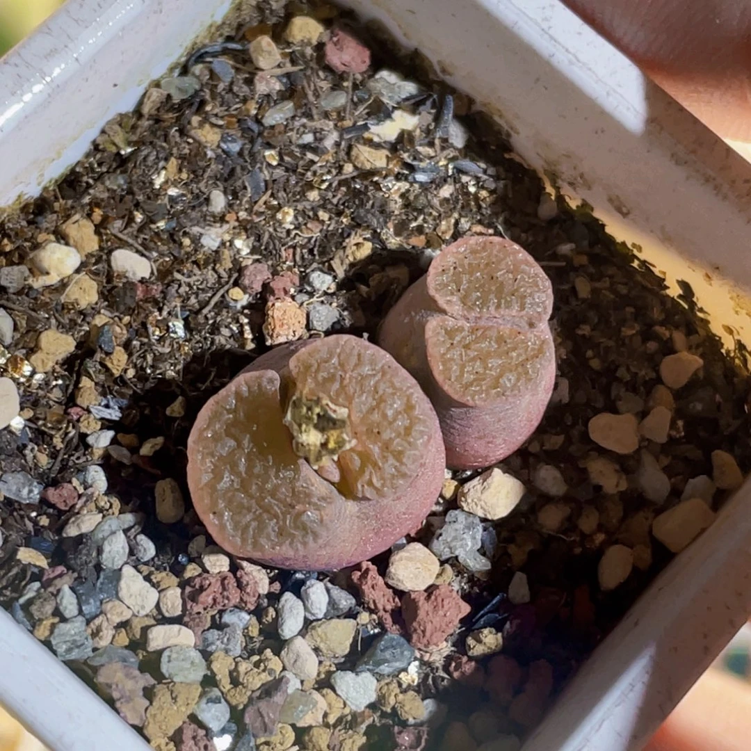 双头粉磁铁植物一物一拍