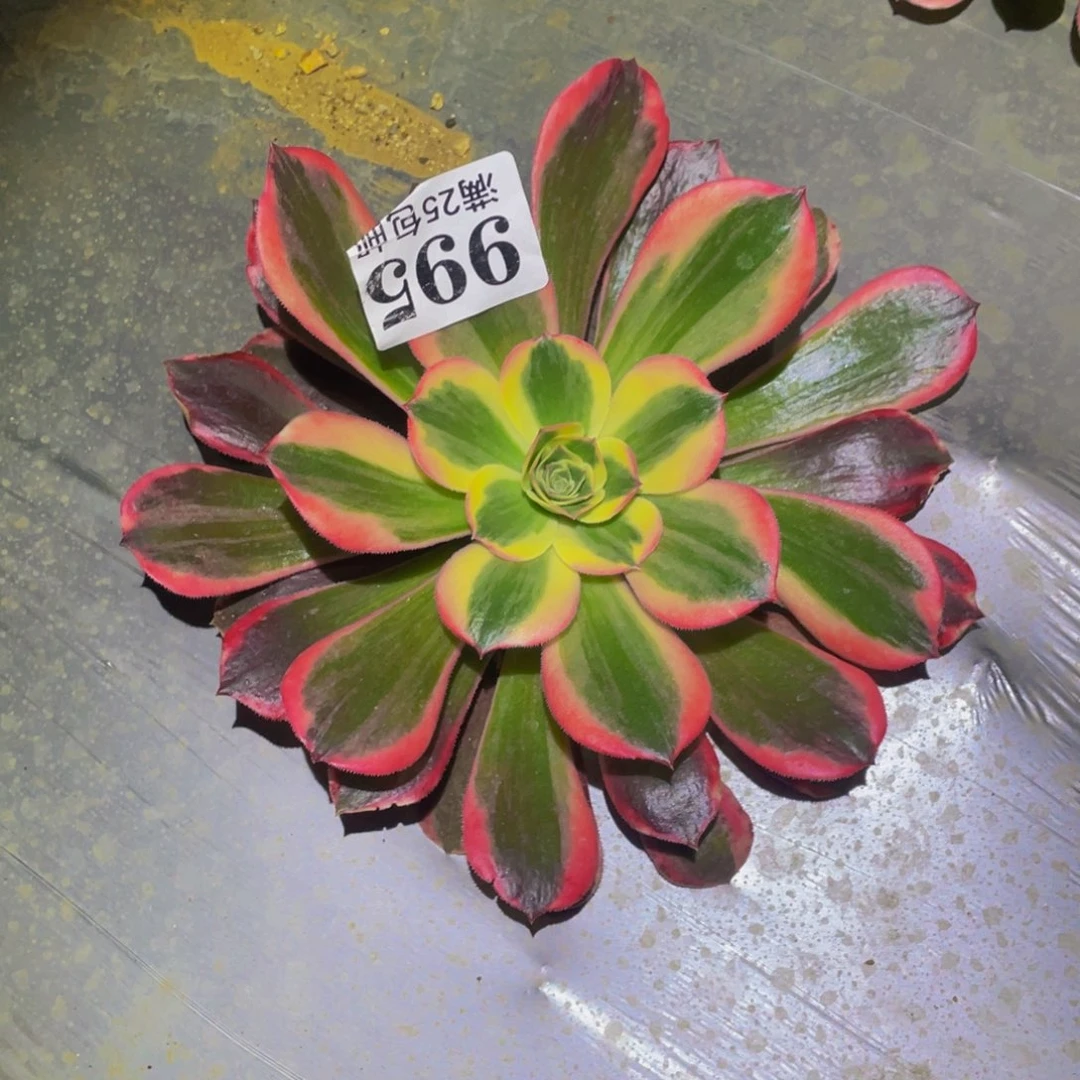 皇后多肉植物多肉995