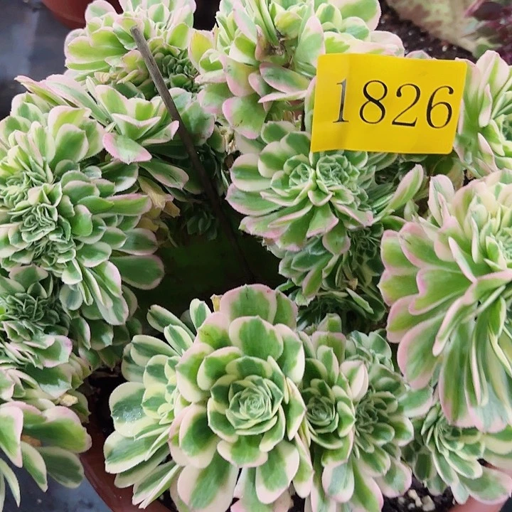 多肉植物迈巴赫追1826