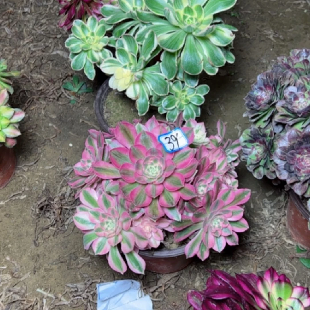 【闪购商品】鄂***哥多肉植物粉女巫39