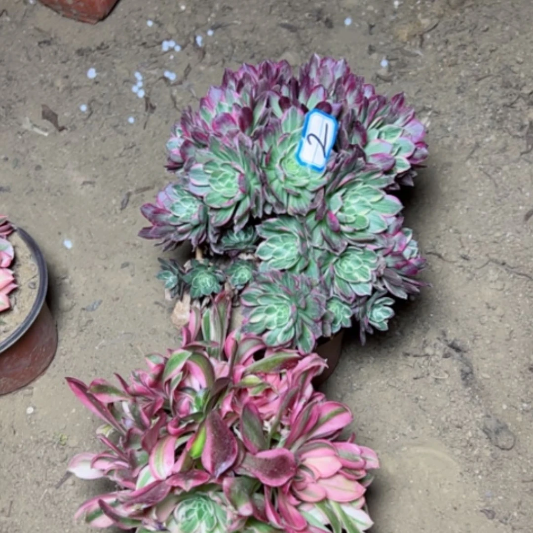 【闪购商品】艾****姐多肉植物砍过不售后2