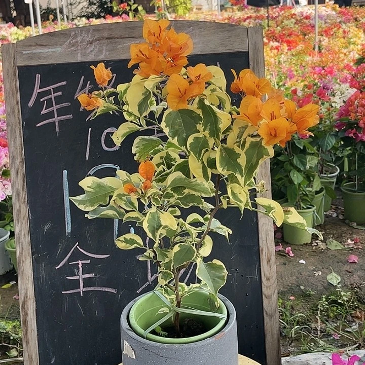 完全开放三角梅三角洲
