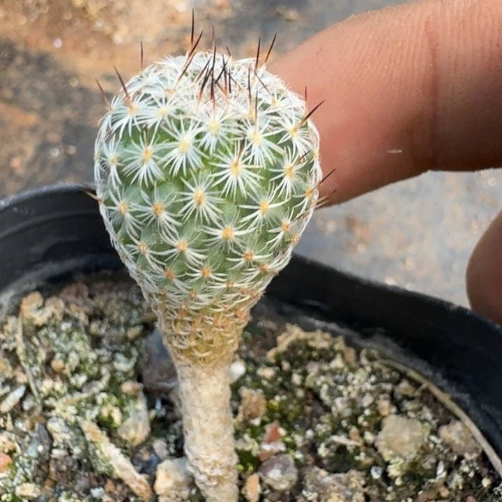 赤花美针玉实生仙人球