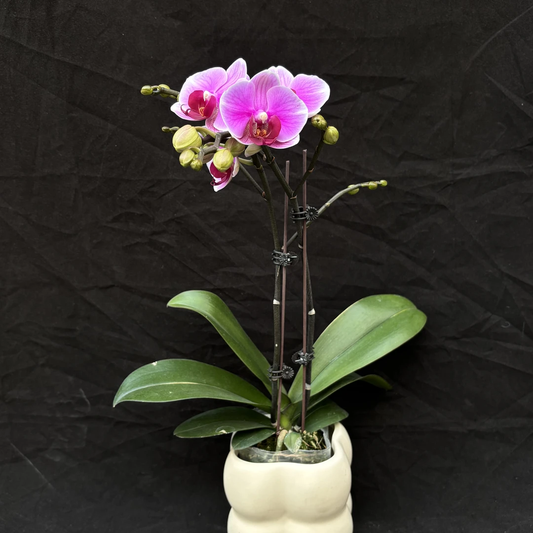 蝴蝶兰（超级宝贝）3寸开花株