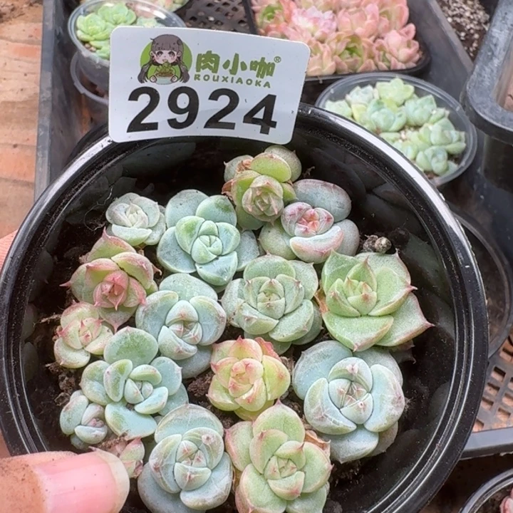 多肉植物多肉植物