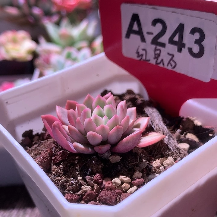 红宝石覆轮锦有根