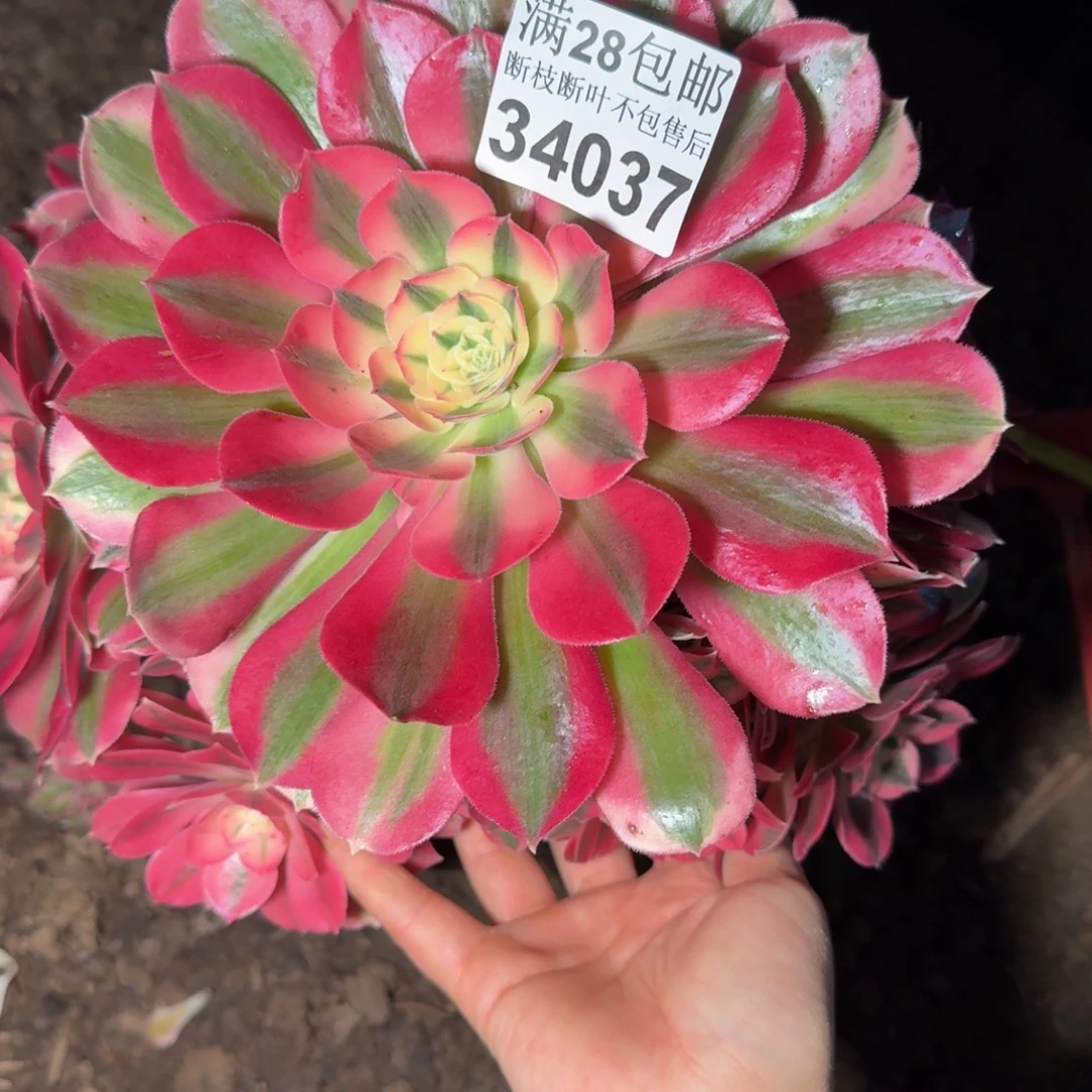 34037女巫多肉植物