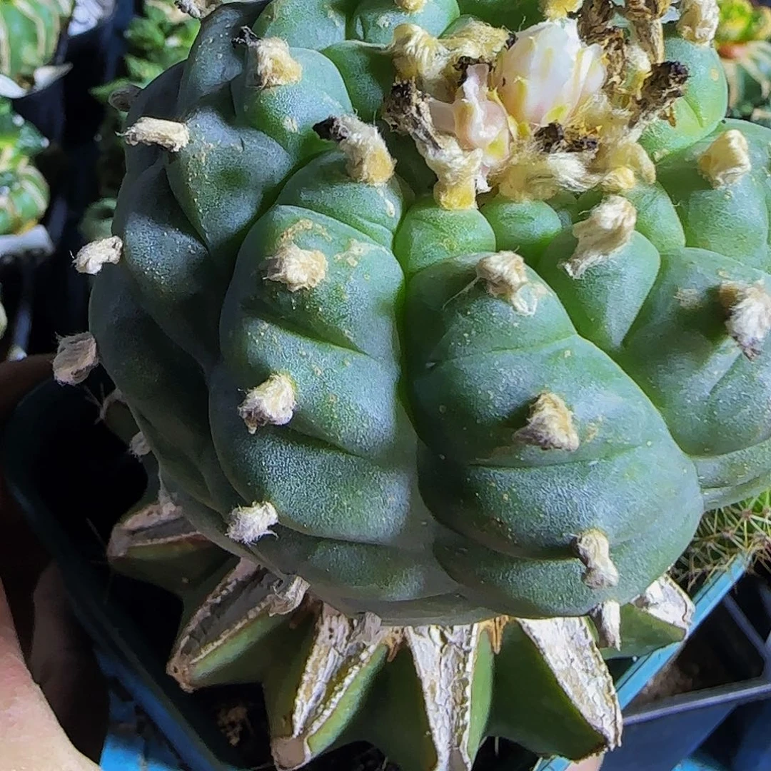 ༄****肋骨乌179仙人球