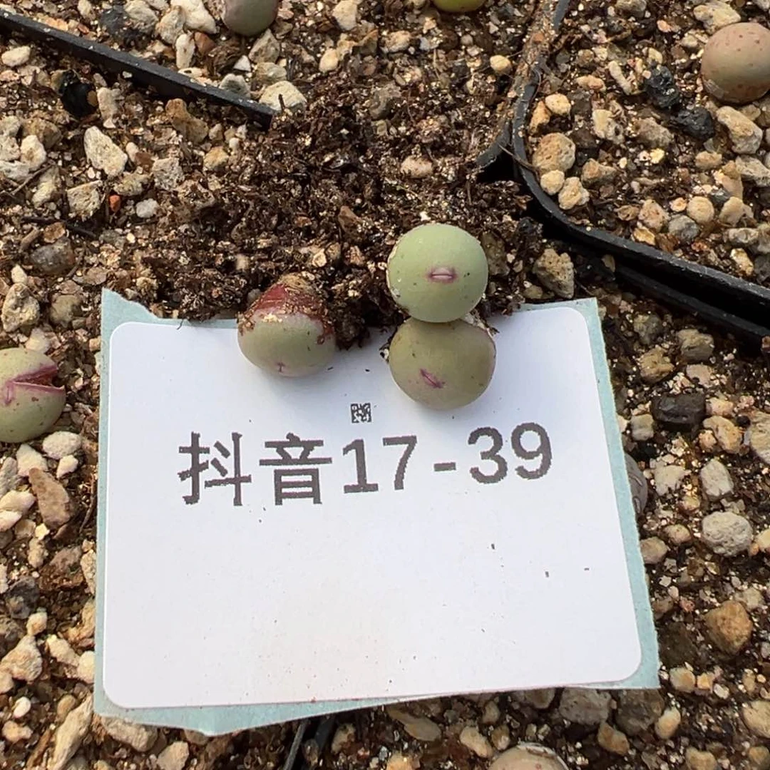 17-39量拍小红嘴一颗