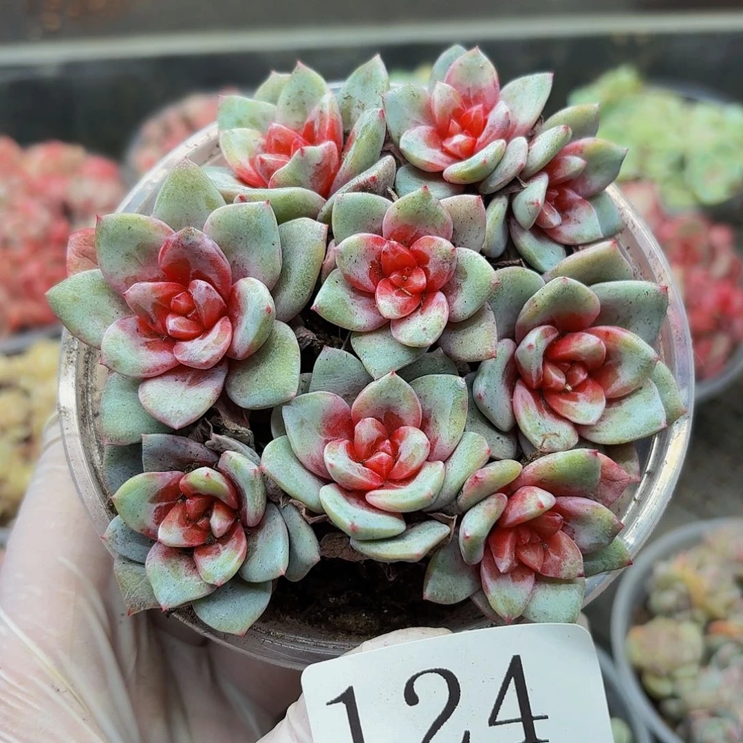 多肉植物多肉植物124