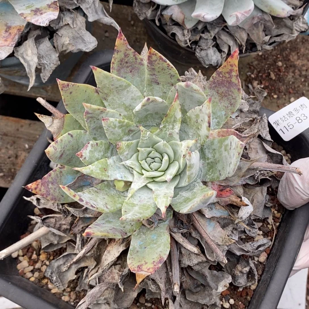 83号绿雪山粗腿子