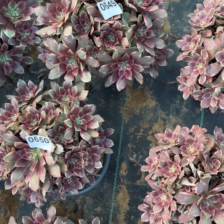 649浣纱清棚处理不包断枝