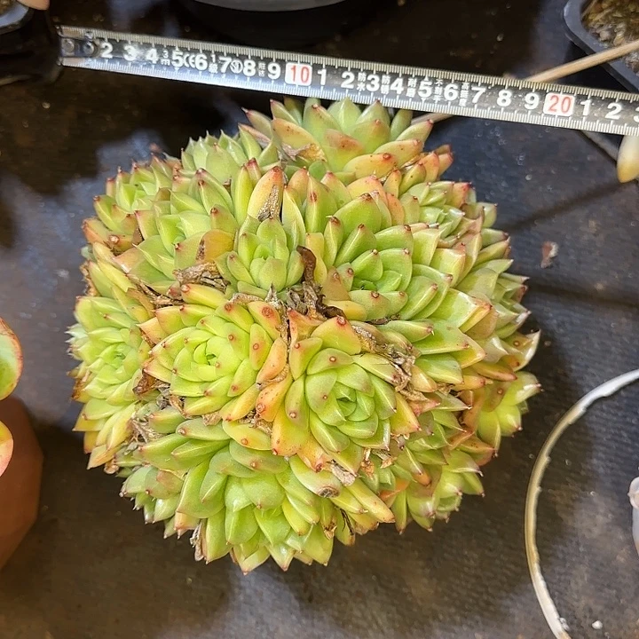 女王麦秆618 多肉植物一物一拍