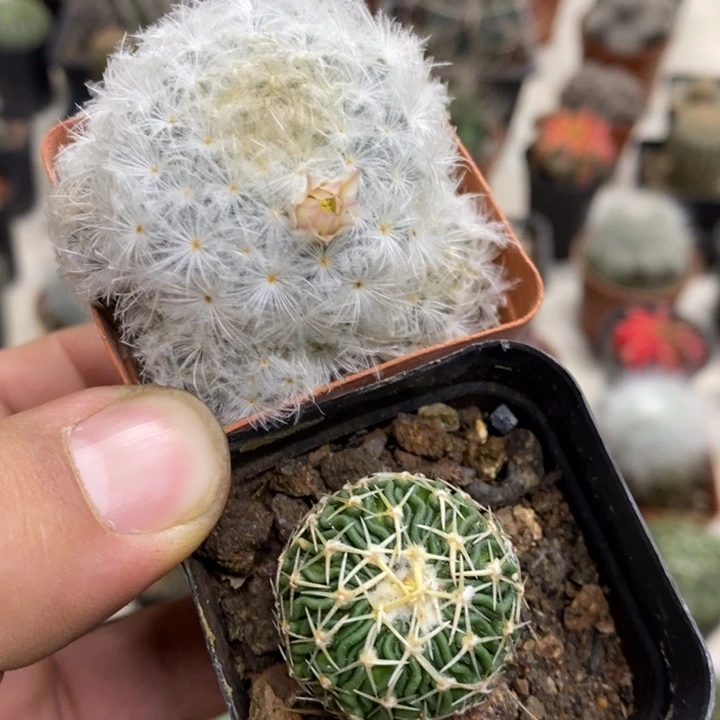 白星太刀岚2颗特价