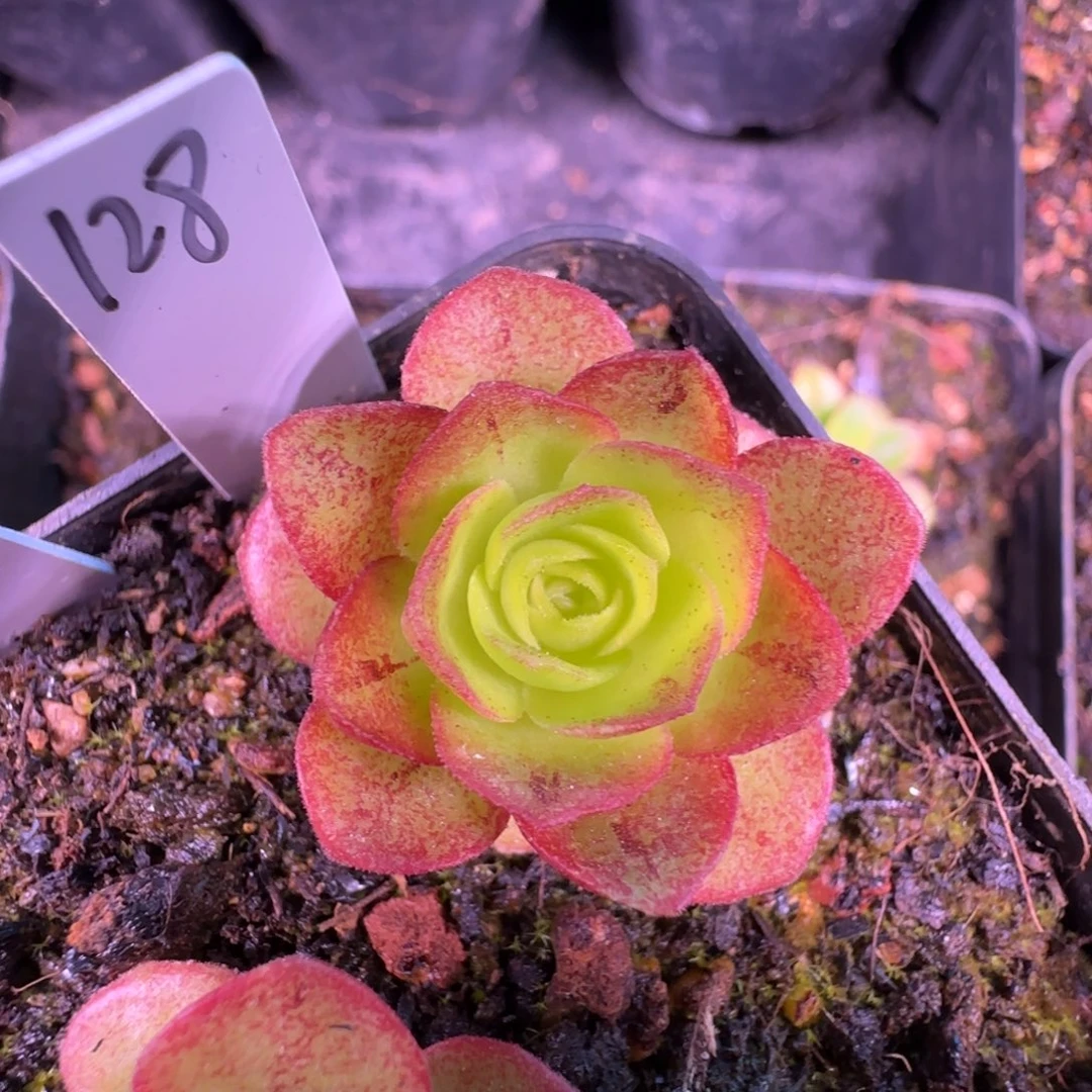 L634半城玫瑰新品MF101不含盆土