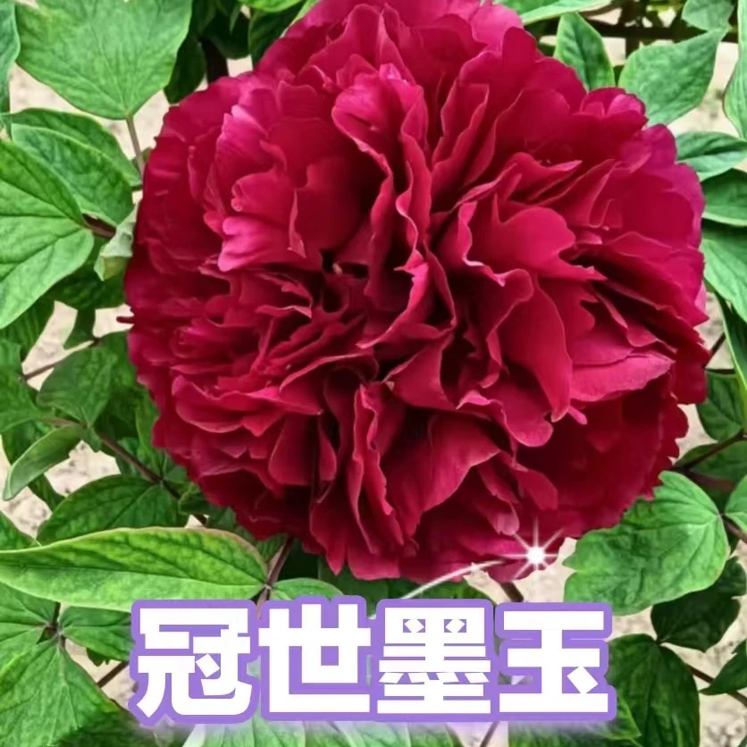 【冠世墨玉牡丹树】一物一拍