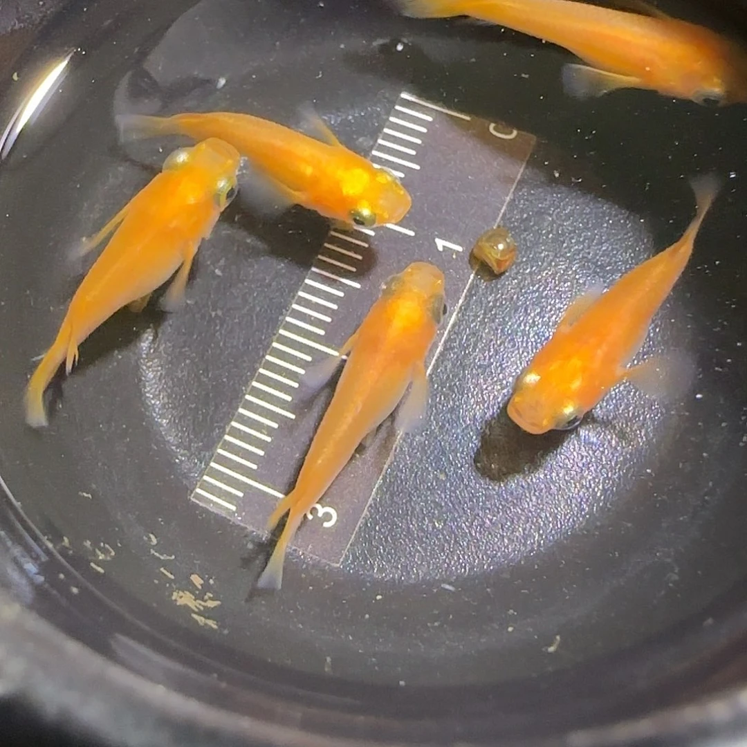 青鳉鱼观背青鱂一物一拍104