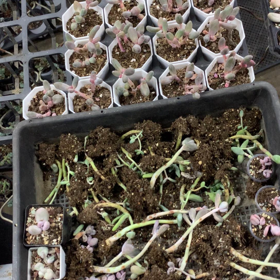 瑕疵特价不售后一大堆啊