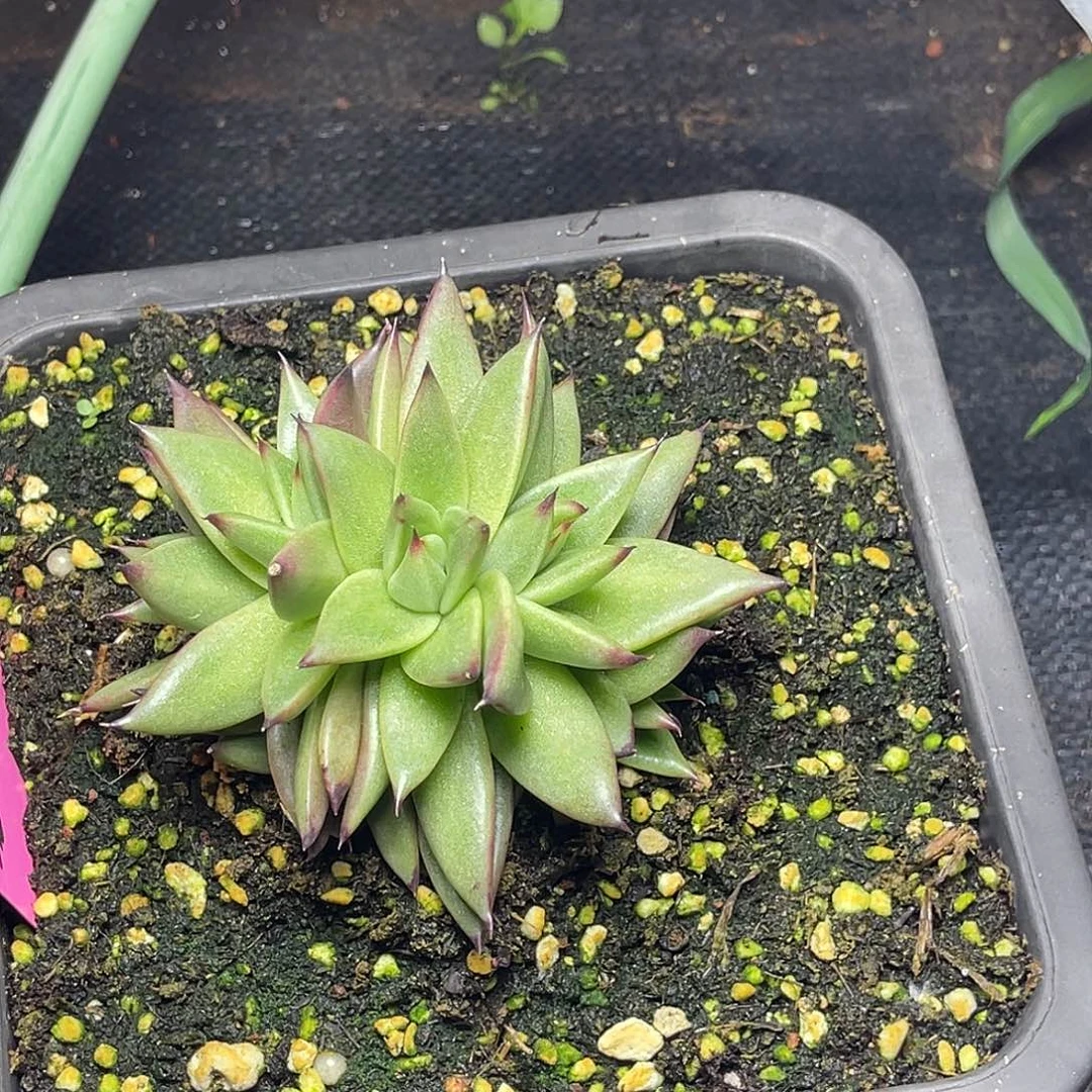 白***座多肉植物一组一排排