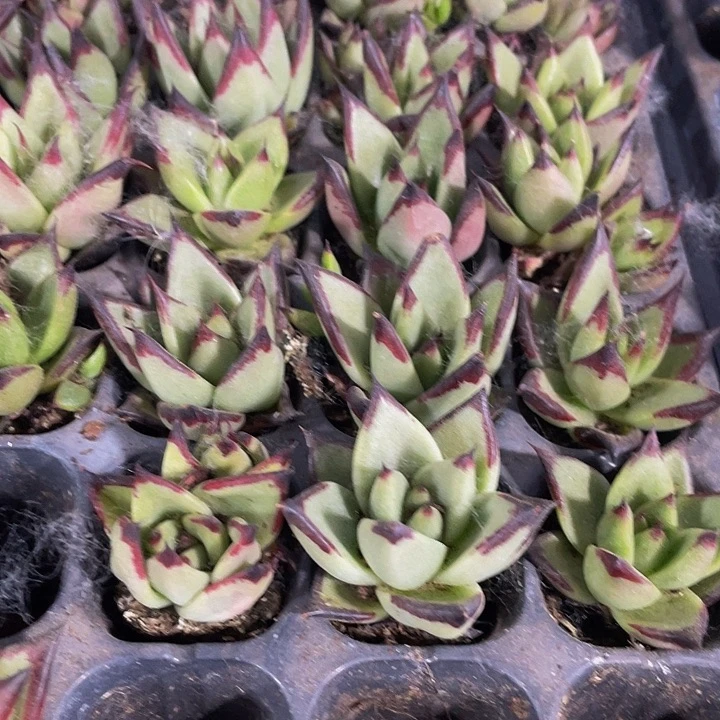 小乌木1元带土发