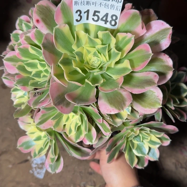 31548白凤多肉植物