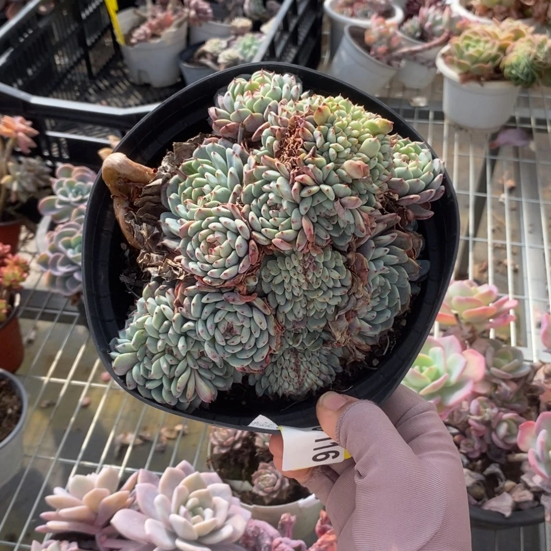 6116白胖子缀化一物一拍
