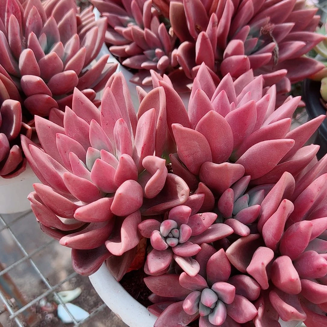 桃花源三大头起发超级大精品