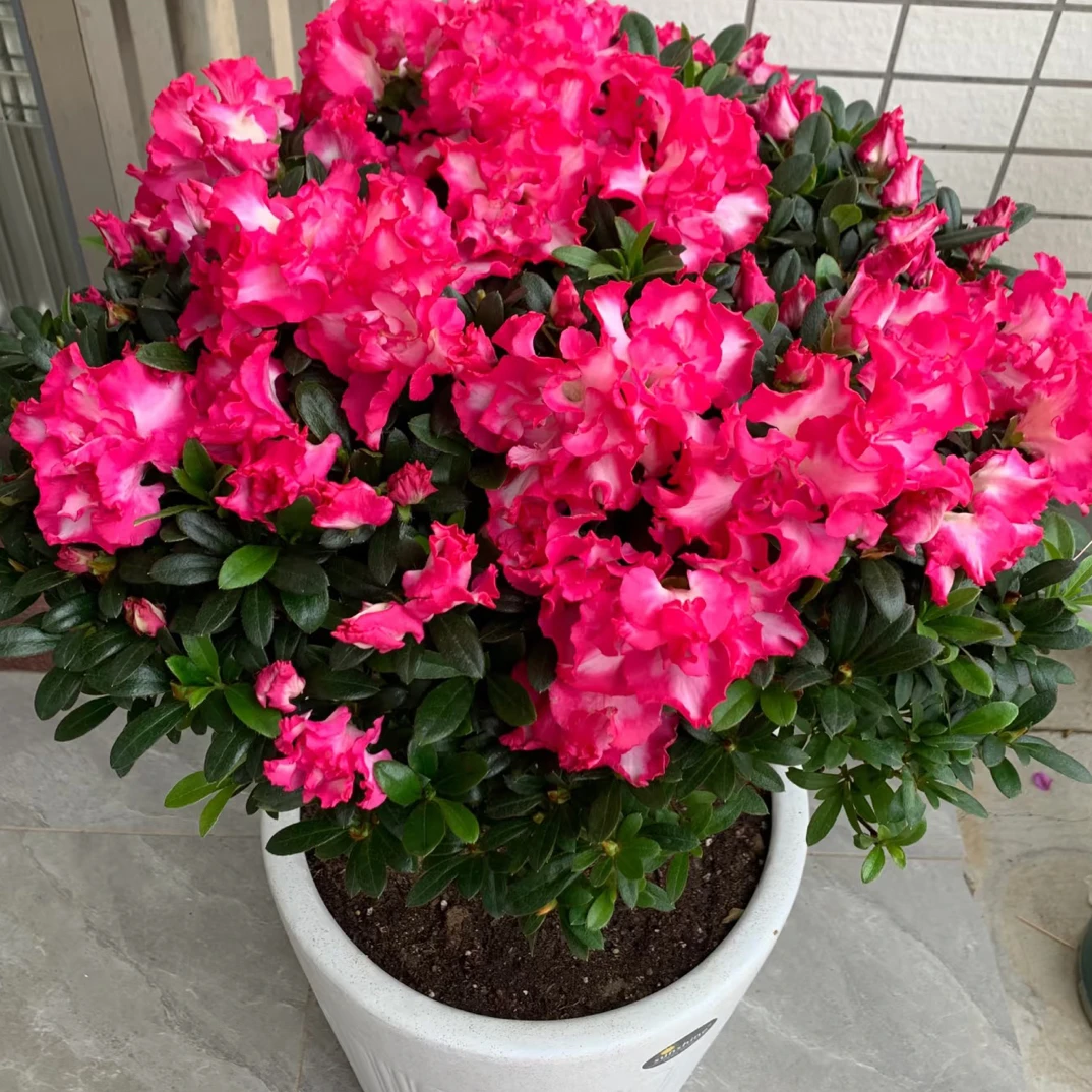 西玛杜鹃花盆栽带花苞四季开花室内外好养绿植