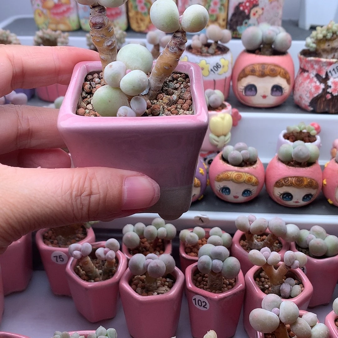 鸡蛋奶酪带盆发货