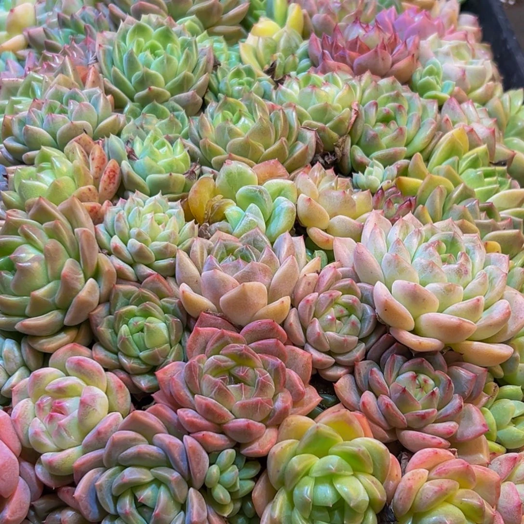 220多肉葡萄的味道是真的很