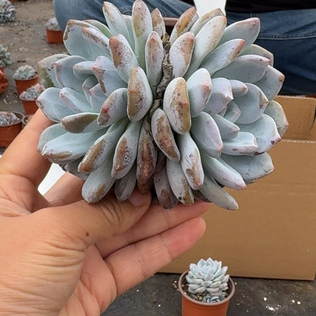 梦露绿菜单双混6厘米10棵，不售后