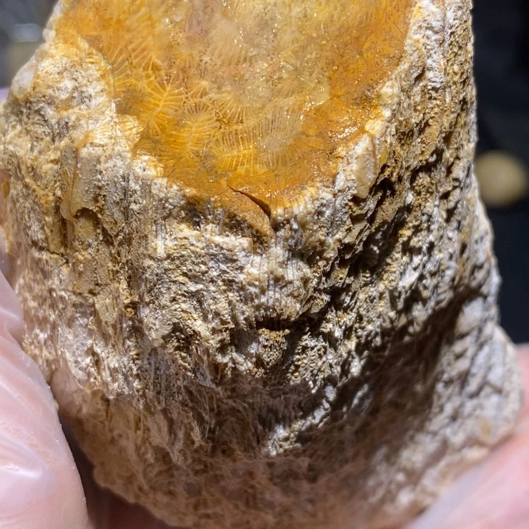 【闪购商品】硅化玉珊瑚玉未镶嵌