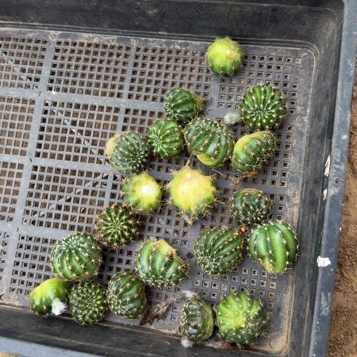 266新品丽花歪3公分左右无根侧牙，20包邮