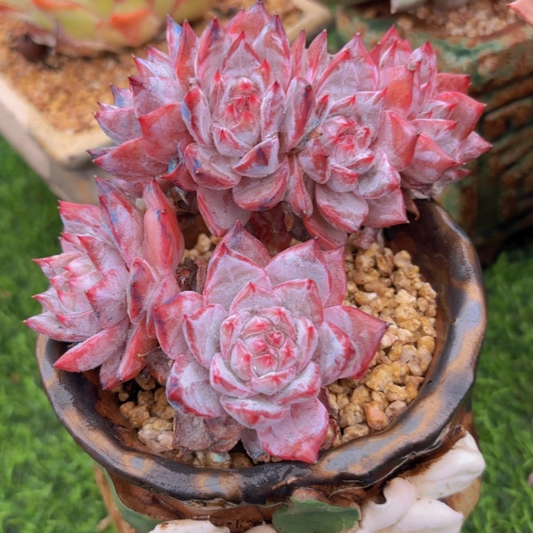 11号多肉，粉蓝鸟朵朵