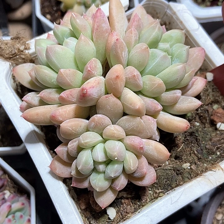 多肉植物百达翡翠657