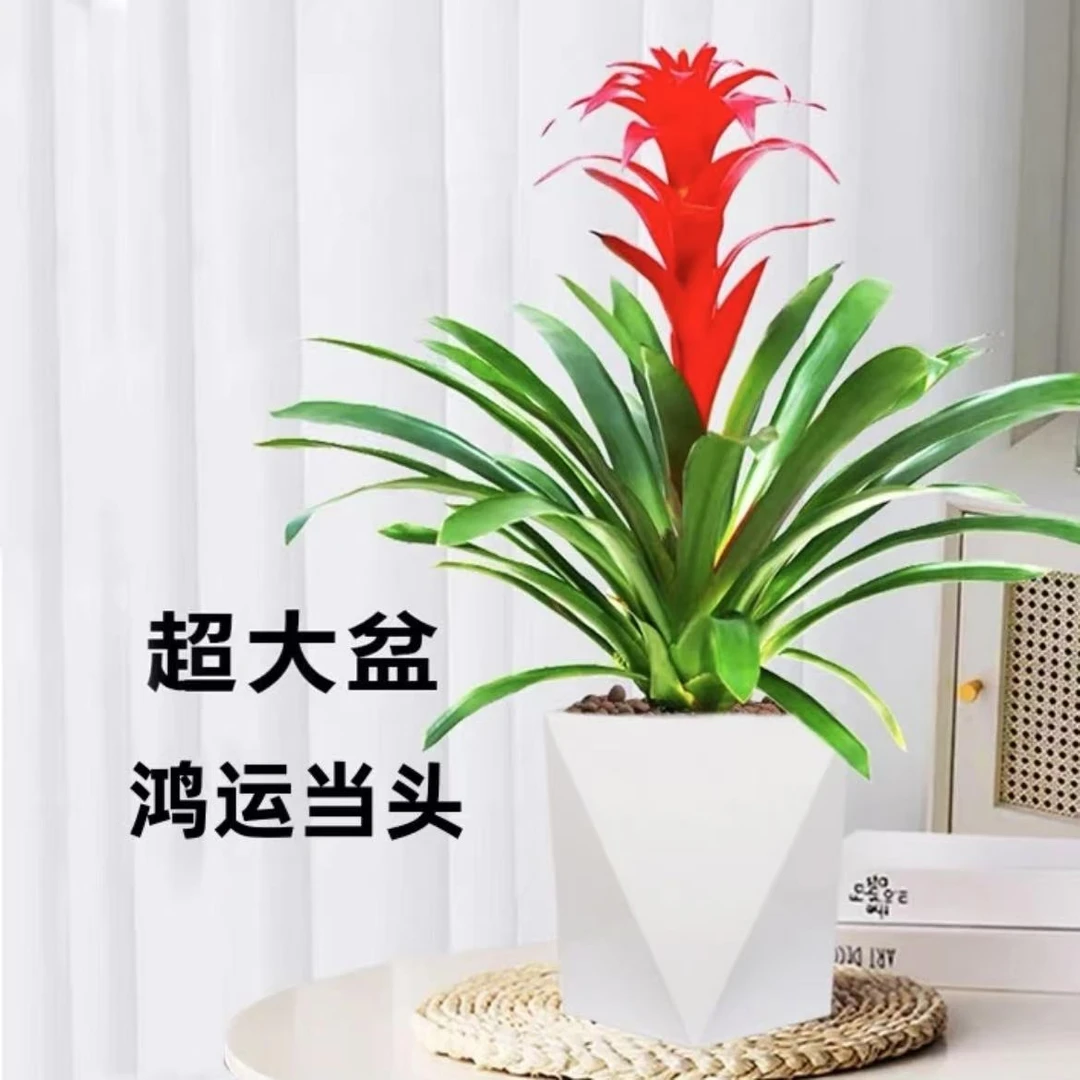 鸿运当头盆栽带花办公室开红花好养花卉红掌凤梨吸甲醛