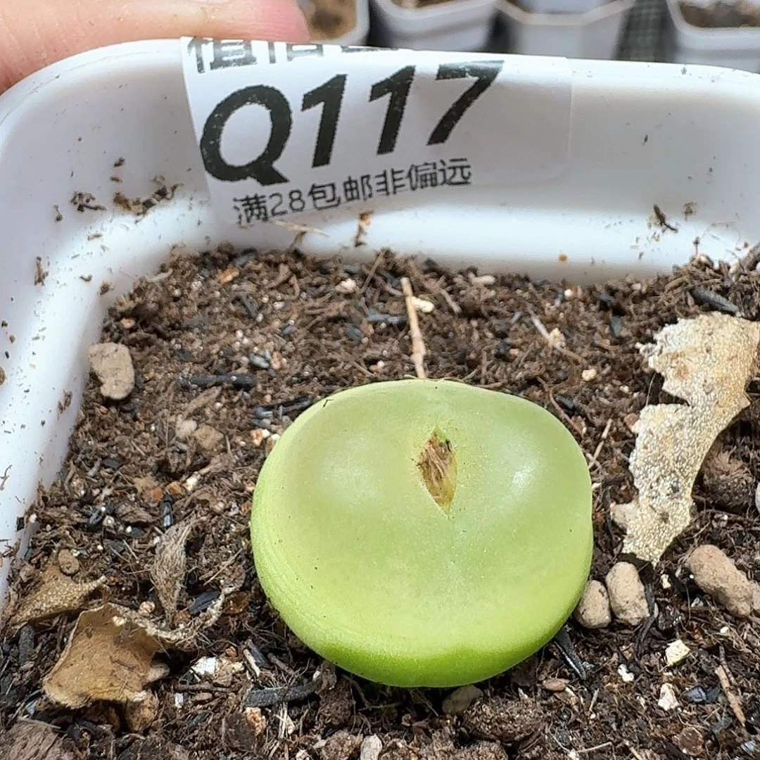 多肉植物的润泽法gb
