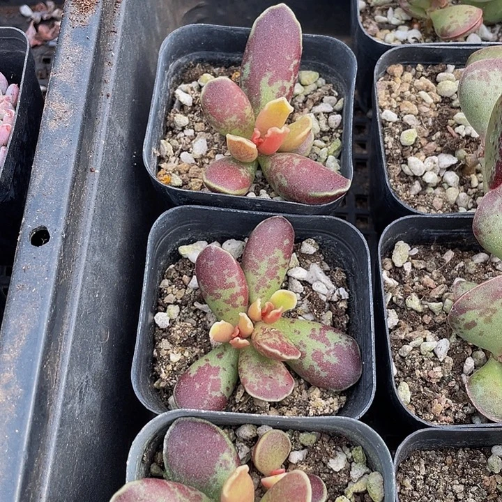 紫库博带盆土发货