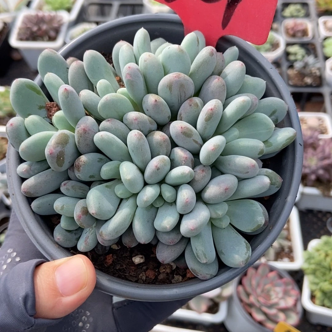 01香香雪多肉植物多肉