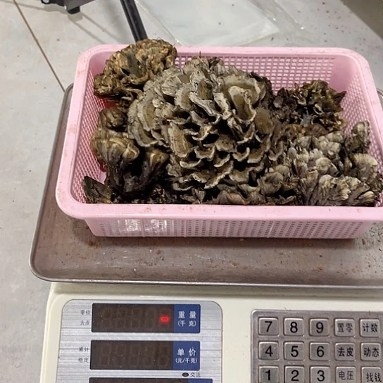 干巴菌超好吃中国大陆