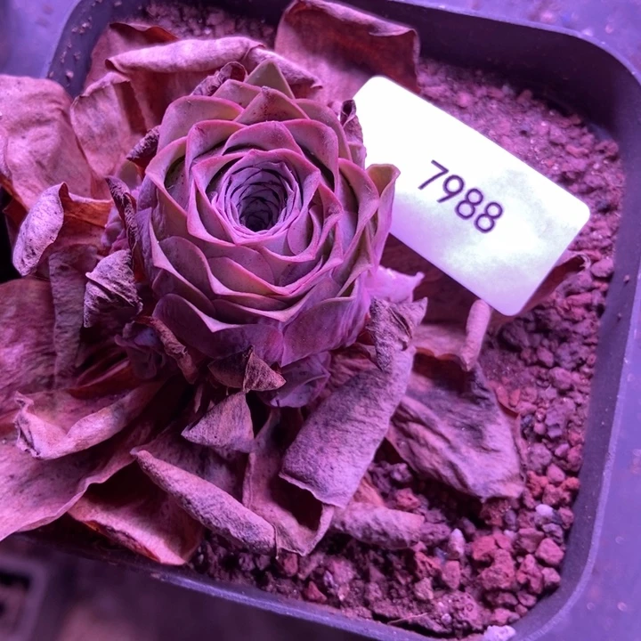 7988山地玫瑰花群