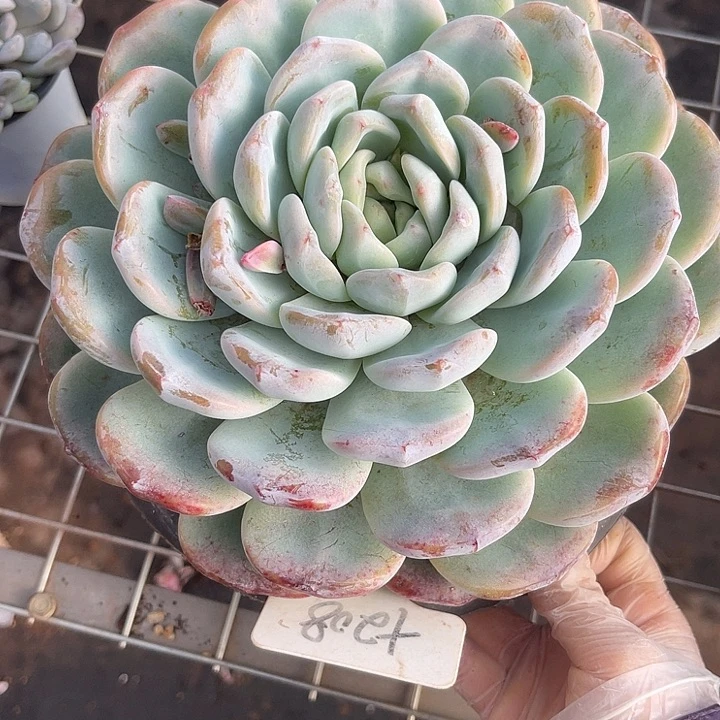 两单包邮，一物一拍208冰玉