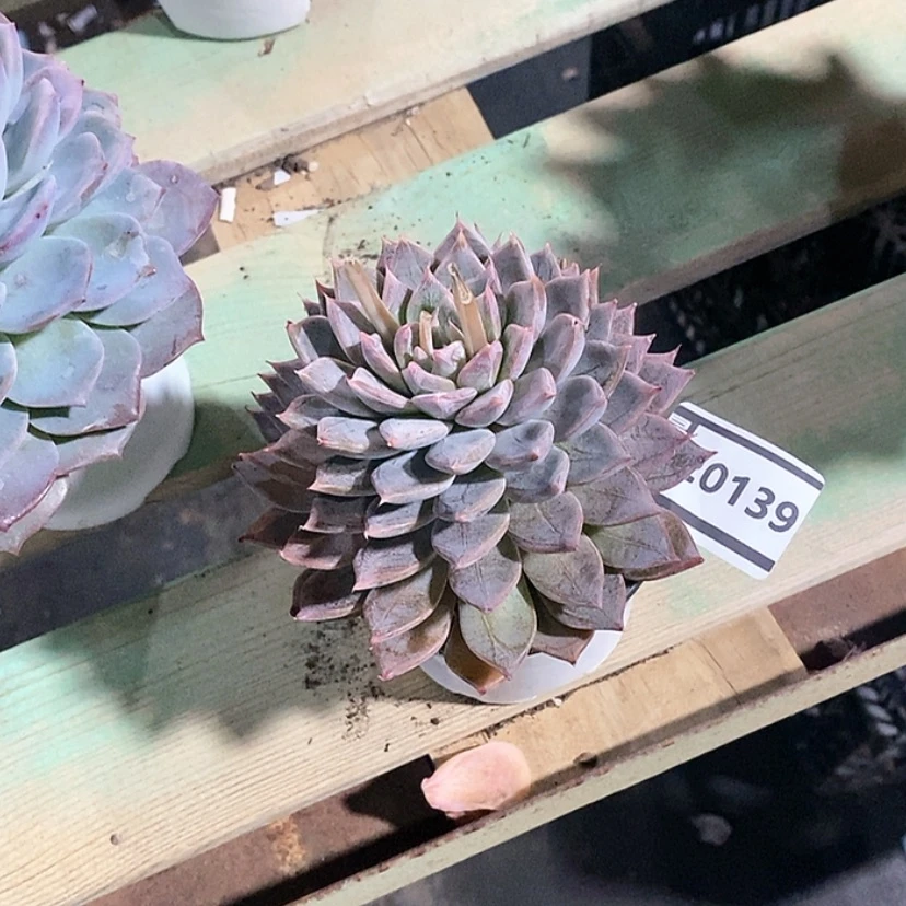 【闪购商品】鱼*萌杂20139