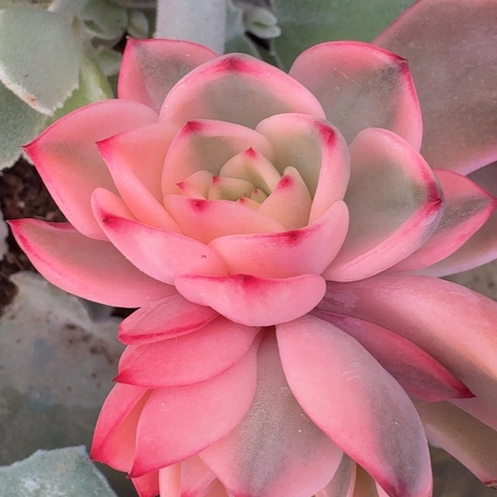 玛丽皇后侧芽可出