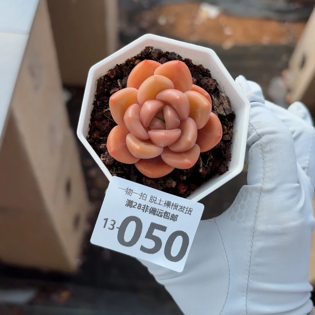 白兰地单头多肉多肉多肉