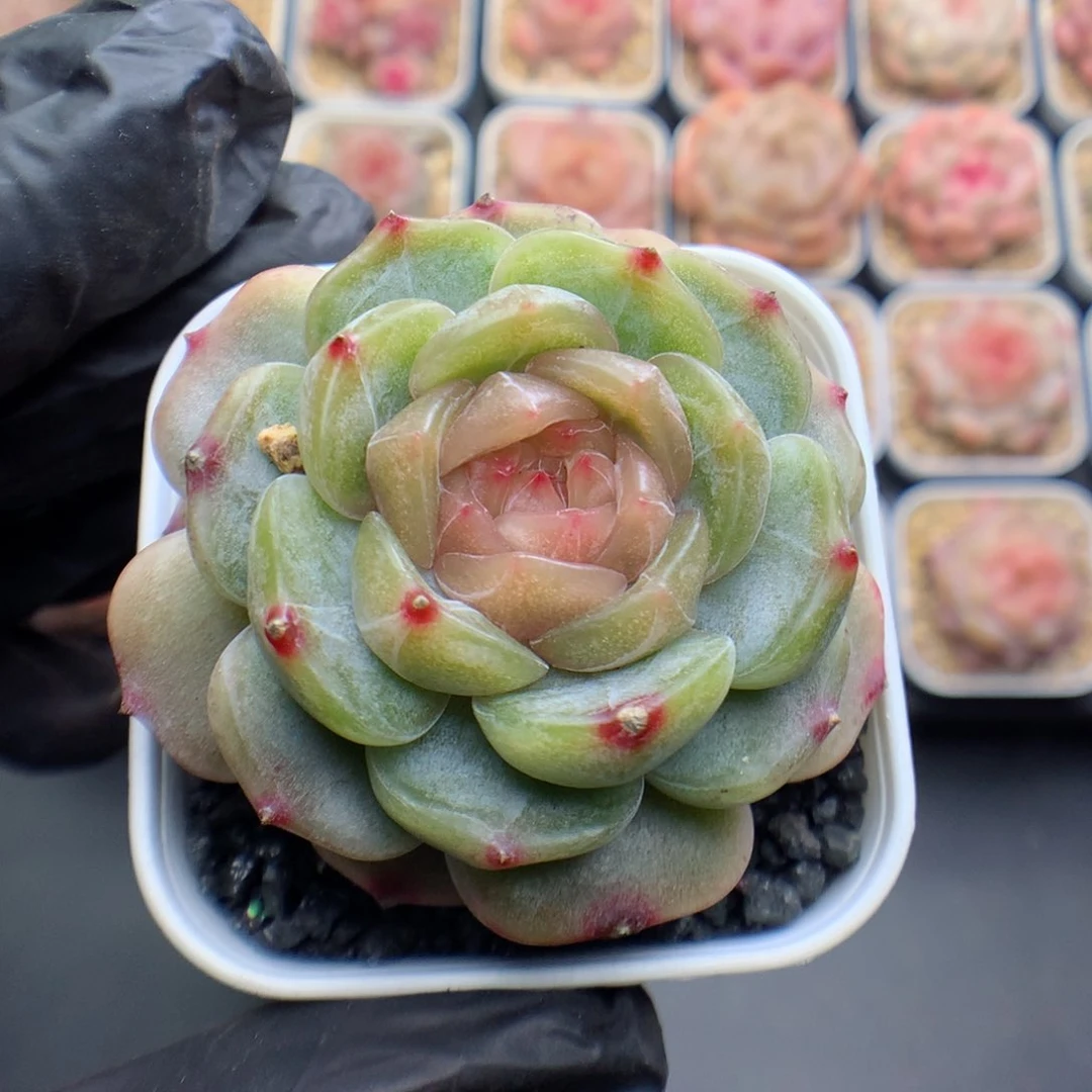 反*序多肉植物。 彩色恋人