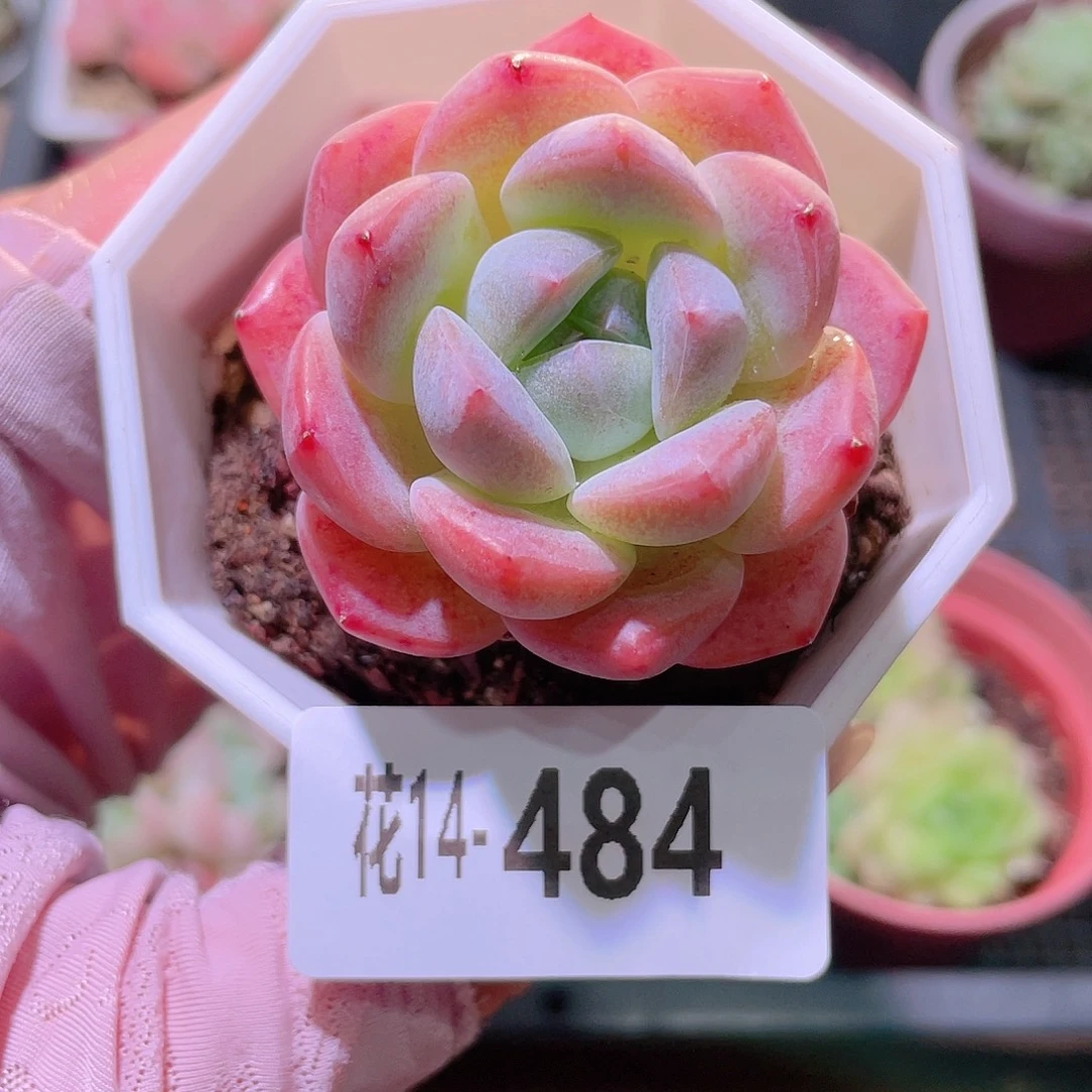 花利美14-484精选糖心