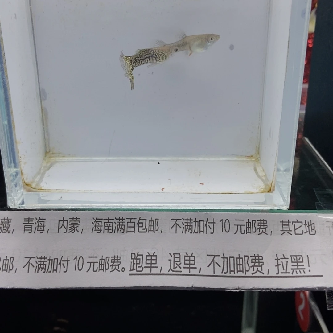 孔雀鱼黑金蕾丝孔雀鱼